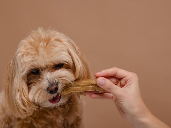 Petiscos Naturais Desidratados para Cachorro: O Guia Completo para Cuidar da Saúde do Seu Pet