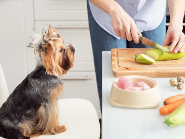 Tendências em Alimentação Natural para Pets