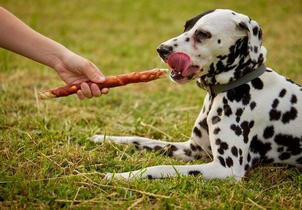 A Versatilidade dos Petiscos Desidratados para Cães: Saiba Mais!