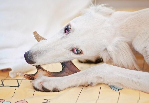 Tudo o Que Você Precisa Saber Sobre Cascos e Chifre Bovino para Cachorro