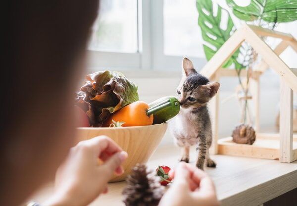 Desvendando o Mistério dos Petiscos Naturais para Gatos e Seus Benefícios!